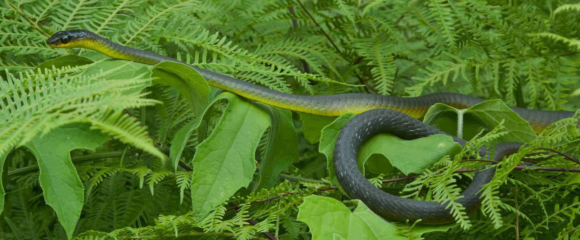 Wompoo Green Tree Snake 9Mar11-7559-min