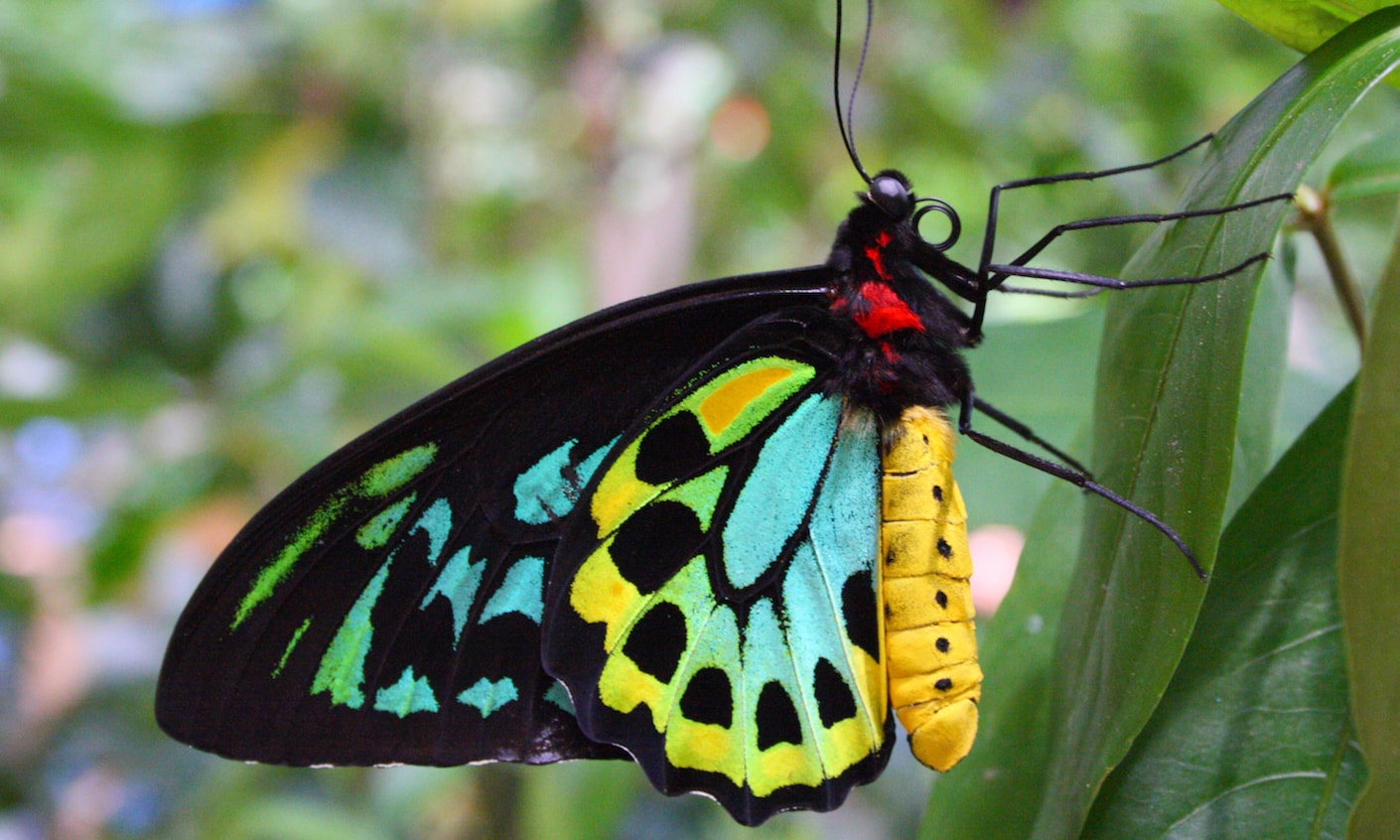 Birdwing butterfly-min