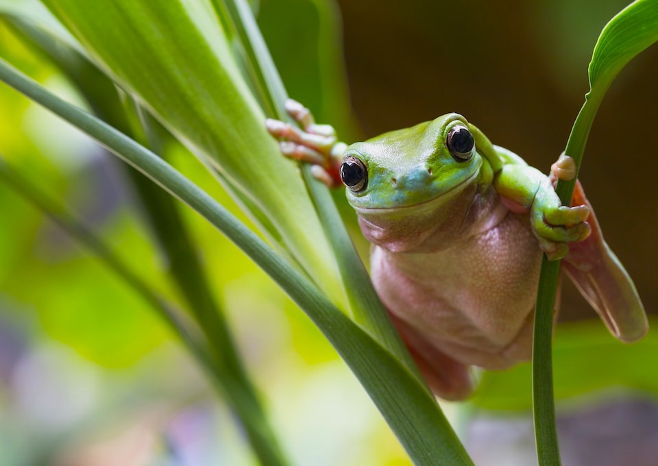 Green Frog Big Scrub Landcare-min