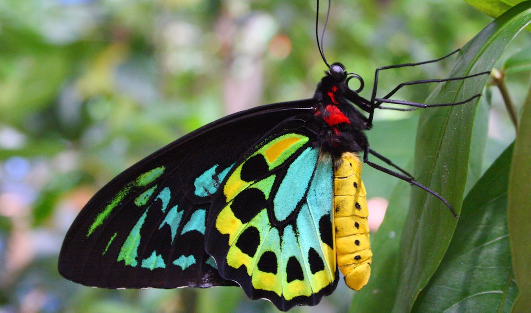 Big Scrub. Richmond Birdwing Butterfly