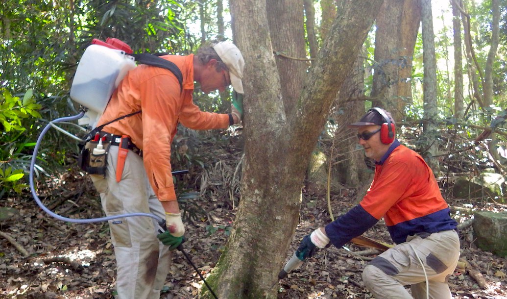 Camphor Conversion Projects in the Big Scrub