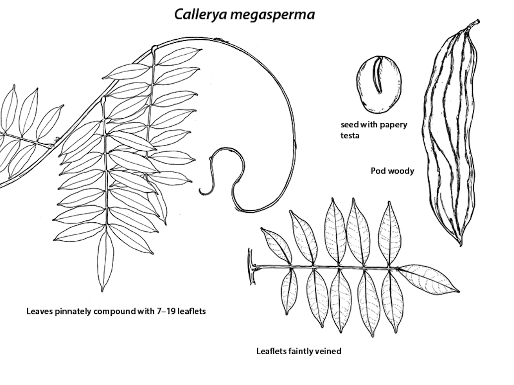 Callerya megasperma