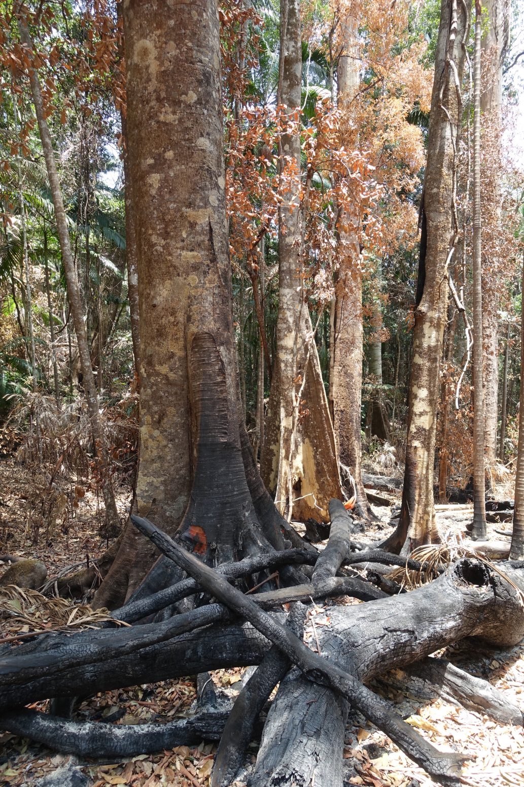 Rainforests & fire. Rob Kooyman Feb 2020