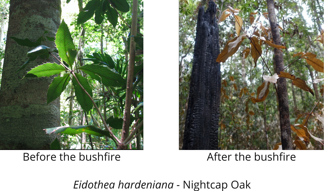 Before & after the bushfire Nightcap Oak RM Kooyman