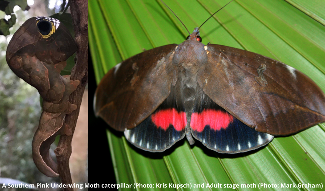 Southern Pink Underwing Moth