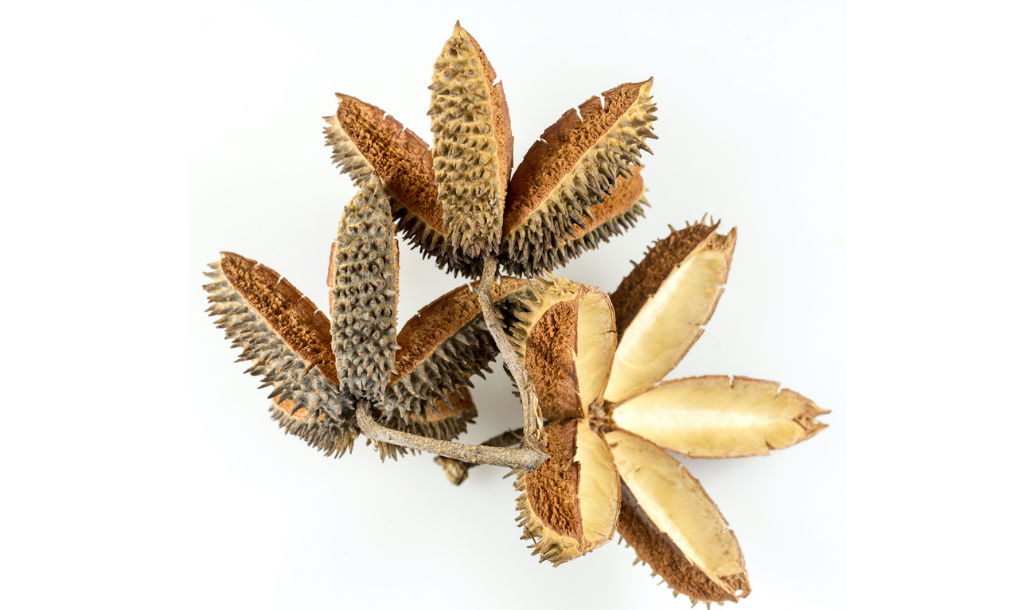 5. Teak seed pods Flindersia australis
