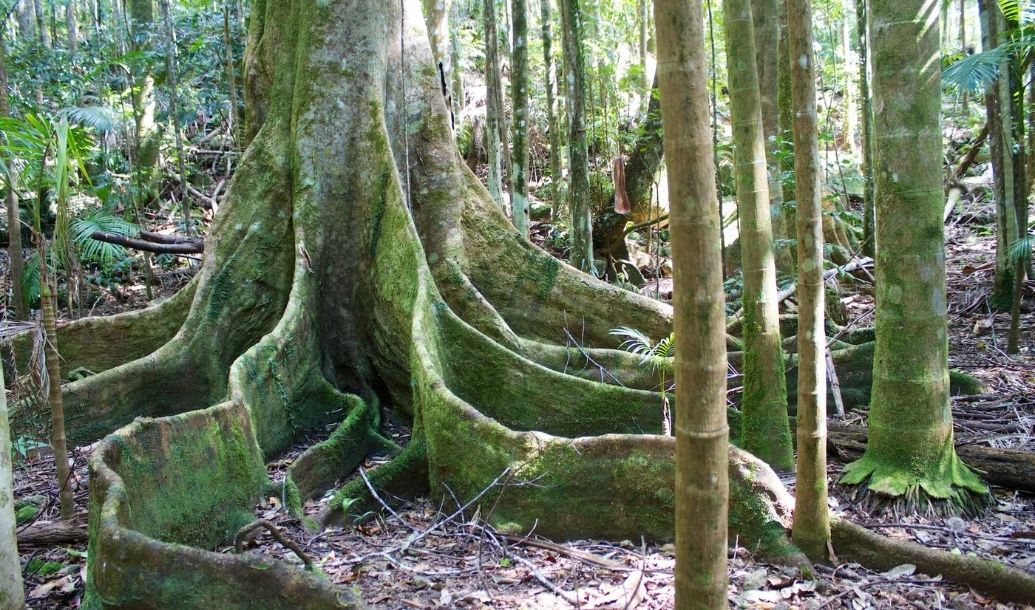End of Year Update: Progress Returns and Funding Flows for Science Saving Rainforests Program