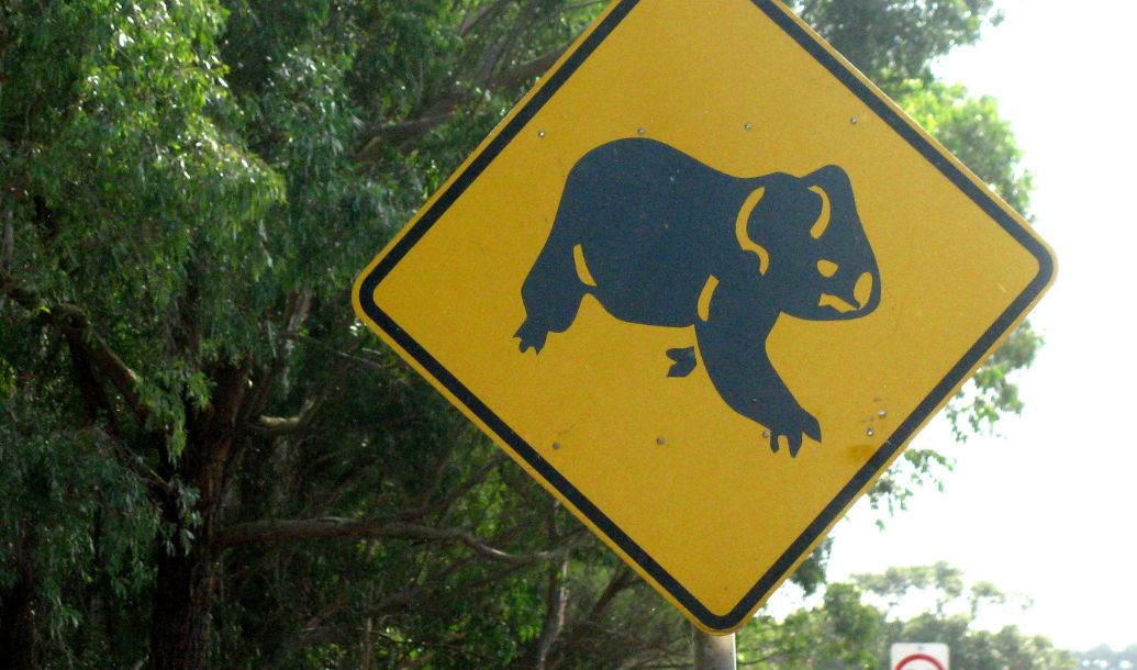 Koalas in the Big Scrub: A Conservation Dilemma